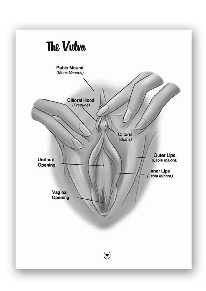 The Mystery Of The Undercover Clitoris Book By Dr. Sadie Allison - Image 4